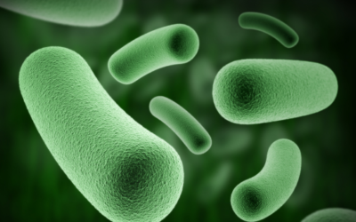 Les Bactéries : Ces alliées invisibles qui préservent l’équilibre de votre peau